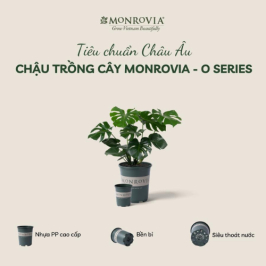 Chậu nhựa trồng cây MONROVIA tiêu chuẩn Châu Âu - O Series - Xanh