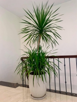 Cung cấp số lượng lớn phát tài núi tại Bắc Giang 0336689899