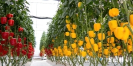 Máy sấy cà phê - nông sản năng lượng mặt trời