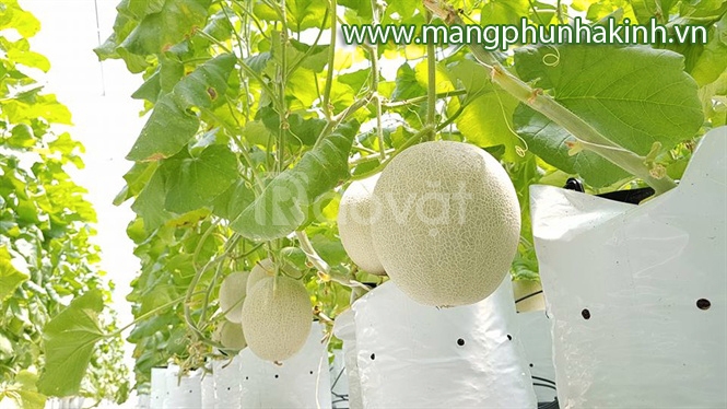 Túi nhựa, túi pe, túi bầu trồng cây