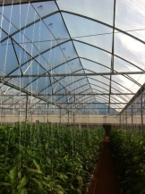 Bán màng nhà kính Politiv Israel chính hãng