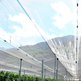 Chặn đến 99 côn trùng sâu bệnh - hạn chế thuốc bảo vệ thực vật