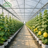 Muốn làm nông nghiệp công nghệ cao thành công - đừng chọn sai màng lợp