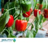 POLITIV Màng nhà kính số 1 Israel