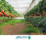 POLITIV Màng nhà kính số 1 Israel